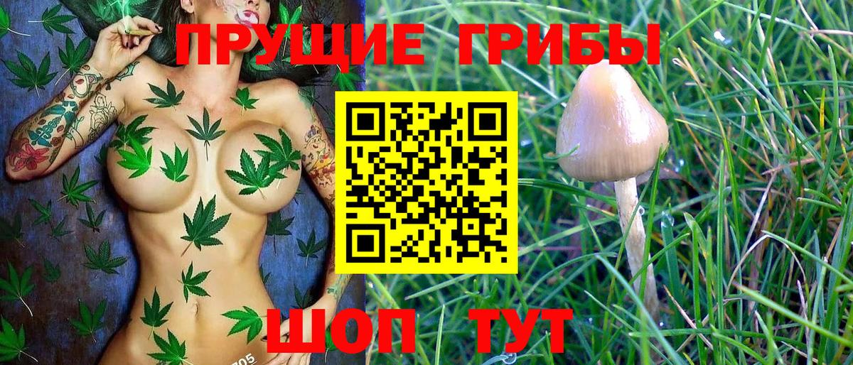 Новодвинск  наркотики  Вход с VPN  Псилоцибиновые грибы Psilocybine cubensis 
